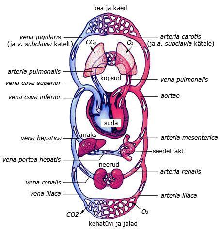 Joonis 7. Inimese vereringe skeem (CO₂- Süsihappegaas, O₂- Hapnik.