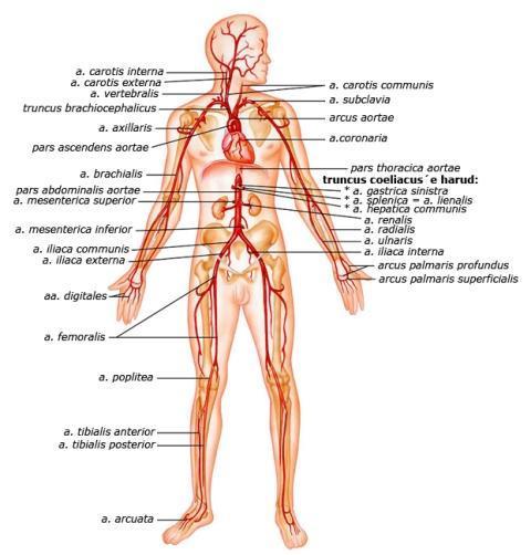 Joonis 8. Arteriaalne vereringe ehk hapnikurikas [22]. Inimese organismis on arterid, mis kannavad verd südamest ära.