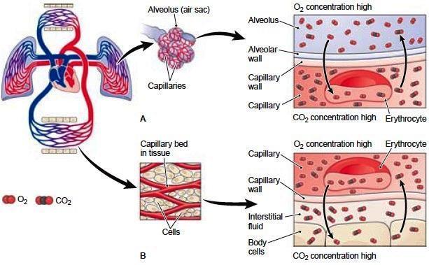 Joonis 9. Gaasivahetus kopsudes ja organrakkudes (A - Gaasivahetus kopsudes.