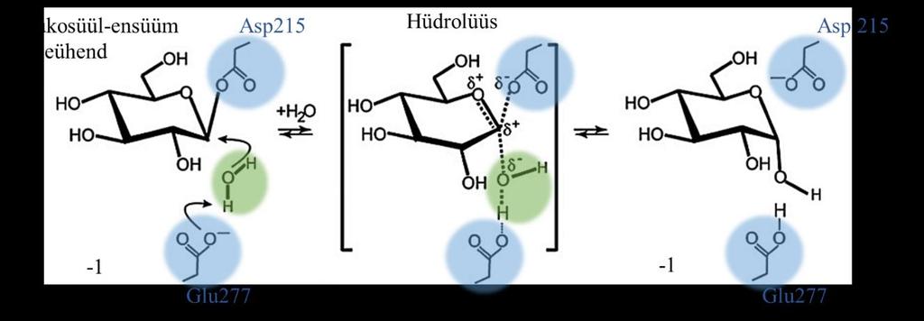 α-glükosidaaside katalüüsis on võtmerollis happelised aminohapped, IMA1 valgul, mis ainsana pärmide maltaasidest ja isomaltaasidest on kristallitud, on nukleofiiliks Asp215 ja alus-hape katalüüsijaks