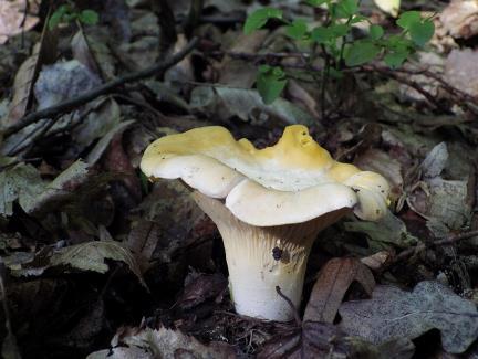 Tubiformis) Harilik kukeseen Kahvatu kukeseen Lehterkukeseen Harilik kukeseen on Eesti metsades laialt levinud ja paljude seenekorjajate lemmik. Ta on üleni kollane.