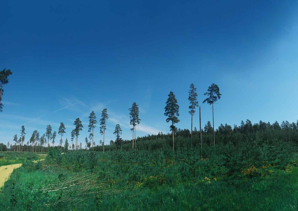 Graanul Investi metsad Graanul Investi grupi metsaportfell arenes 2018 aastal jõudsalt.