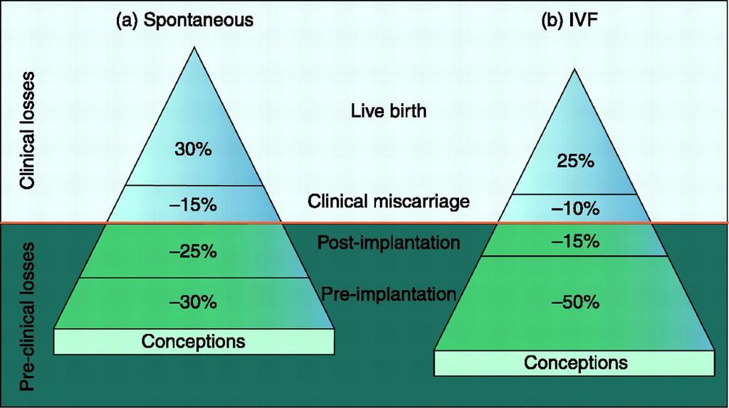 Figure 3 The pregnancy loss iceberg: an overview of the outcomes of spontaneous versus IVF