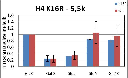 A B C D Joonis 18. Nukleosoomse struktuuri taastumine GAL VPS13 kodeerivas alas pärast geeni induktsiooni lõppemist tüves AK262.