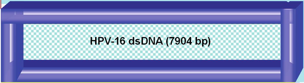 E6 Onkovalgud E7 Valk E1 (DNA-helikaas) p97 Varased E6 geenid E7 E1 HPV-16 dsdna (7904 bp) URR Replikatsiooni