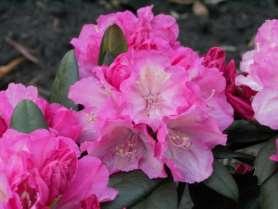 Rhododendron yakushimanum 'POLARIS' (1978, Saksamaa) - jaku rodo Õis: väljast