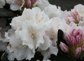 (-26 C) Rhododendron yakushimanum 'SCHNEEKRONE' (1968, Saksamaa) - jaku rodo Õis: