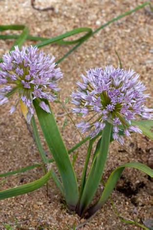 Tolmie lauk 4,00 Allium tolmiei var. tolmiei (Modoc Plateau, Modoc Co., California, 4800 ), Tolmie lauk. Püstine 5-30 cm kõrgune varb on lapik ja teravaservaline nagu kaheteraline mõõk.