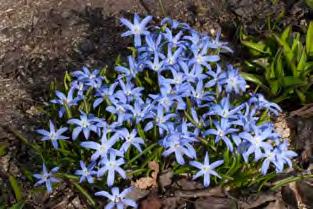 Õitsemise lõpuks 20 cm kõrguseks pikeneva püstise kobarõisiku kuni 10 suurt sinist õit aprillis on lillaka varjundi ja valge südamikuga. Vanal õiel on lillakat varjundit vähe säilinud.