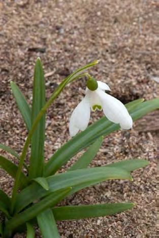 Vaid 10 cm kõrguse märtsi lõpus või/ja aprillis õitseva taime läikivrohelised 0,5-1 cm laiused lehed on tärgates lamedad ning allküljel kiiluga.