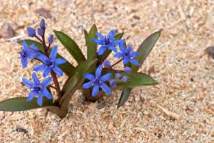 kahelehise silla krimmi teisend RS 156/83 2,00 Scilla bifolia var. taurica RS 156/83 (coll. by Janis Ruksans in 1983 on way to Ai-Petri yaila), kahelehise silla krimmi teisend RS 156/83.