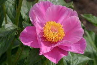 pojeng 'Chalice Pink' 25,00 Paeonia 'Chalice Pink' (Krekler- Saunders), pojeng 'Chalice Pink'. Ohio pojengikasvataja William H.