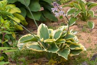 Jahe ja niiske muld, kuid vähenõudliku taimena talub ka kuivust. kirju püvilill 'Alba 1,00 Fritillaria meleagris 'Alba, kirju püvilill 'Alba.