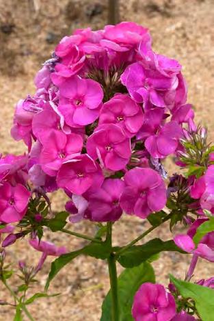 aedfloks 'Juliane Elisabet' 3,00 Phlox paniculata 'Juliane Elisabet' (Merike Mäemets' 2013), aedfloks 'Juliane Elisabet'. 110 cm kõrguse puhmikuga ja 3,5 cm läbimõõduga roosade õitega varajane sort.