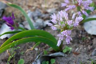 siskijuu lauk 5,00 Allium siskiyouense, siskijuu lauk. Püstine lamenenud (lapik) 3-8 cm kõrgune varb kannab juuni esimesel poolel püstist tihedat poolkerajat õisikut.