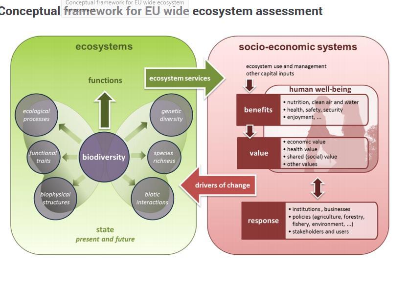 Ökosüsteemide arvepidamise koht laiemas ökosüsteemide hindamises ja sotsiaalmajanduslikus süsteemis Keskkonnaarvepidamised ja ka ökosüsteemide arvepidamine keskendub majanduse ja keskkonna