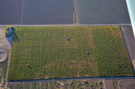 com/world-records/largest-maze-permanent-hedge-maze Suurim maisipõllule rajatud labürint on 24,28 ha suurune.