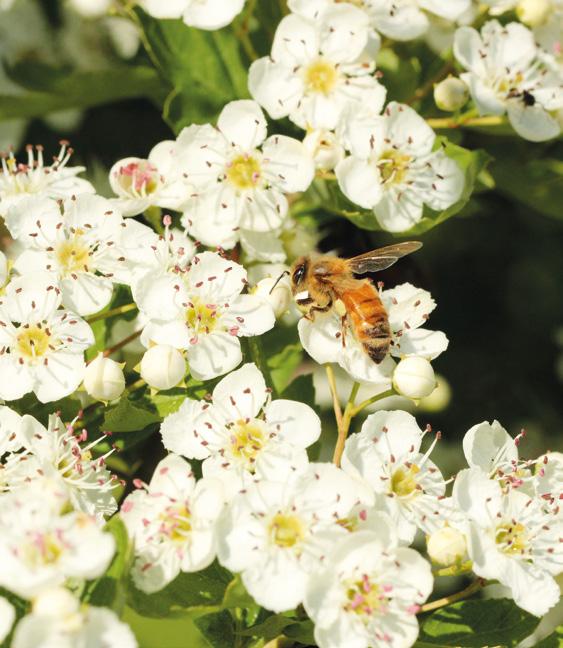 aasta talvekadude küsimustiku tulemused EKMÜ juhis mesilasperede ostmiseks-müümiseks