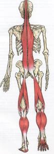 põhjustada kompensatoorseid probleeme teistes keha piirkondades Reaalne jalgade pikkuse