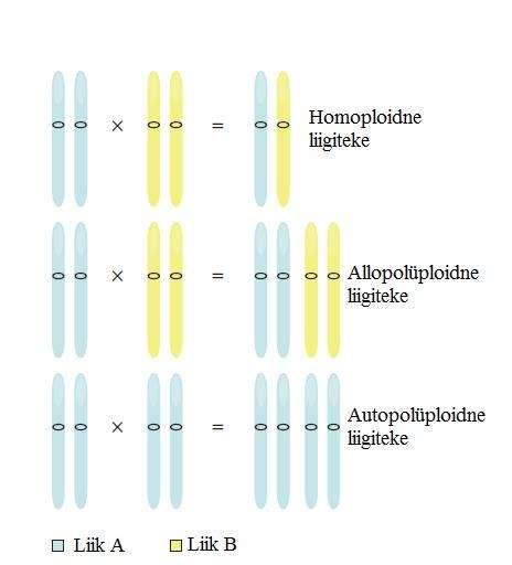 LISAD Lisa nr 1. Hübriidne liigiteke. Homoploidne liigiteke: kahe erinevast liigist pärit isendite ristumisel moodustub uus, sama kromosoomide arvuga indiviid.