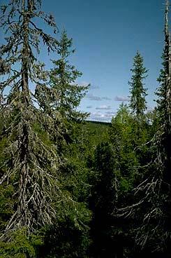 Postdoc II 2012 2015 Colonization gates and establishment of wood decaying fungi in European Spruce