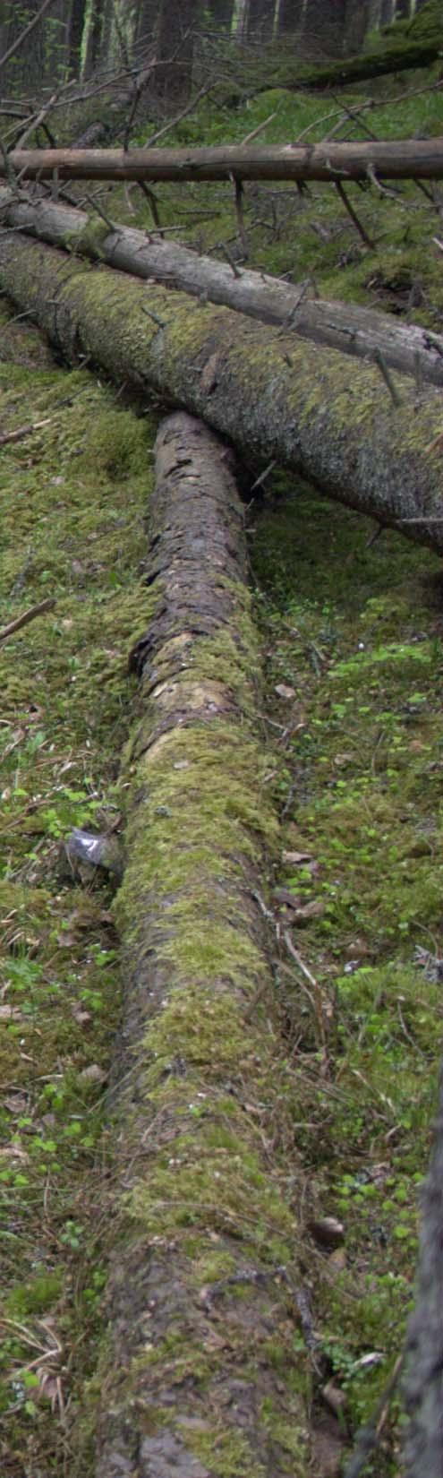 Заключение High throughput sequencing обнаружение грибов в древесине, почве, и воздухе Сиквенс библиотеки: ключ к успешному определению видов Межвидовые различия: