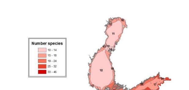 Hülgeid hukub kõige rohkem mõrdades kõrge püügisurvega piirkondades (Vetemaa & Piirsalu, 2011).