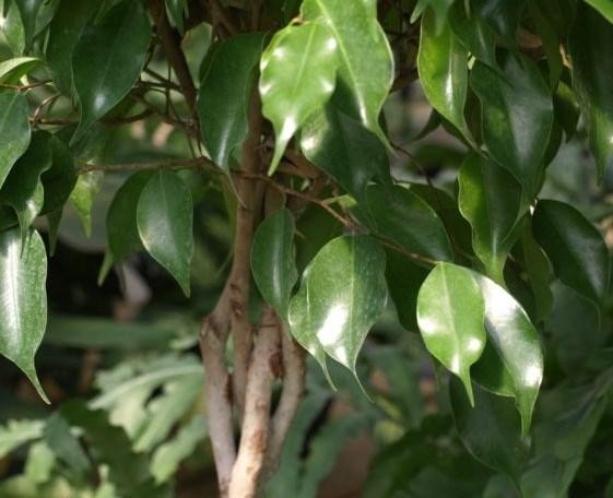 Ficus benjamina Juncus