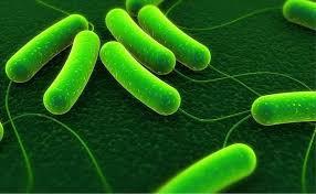 toiteelementidega 1 l piisab 5 t taimejääkidelagundamiseks Mikroorganismide poolt sünteesitud ensüümid ja ensüümide aktivaatorid Bakterid Toitained Kontroll 60