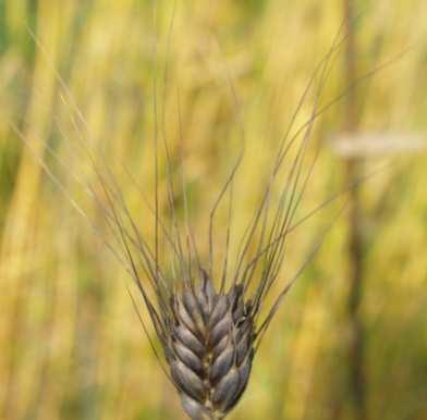 Pre-breeding of spring wheat
