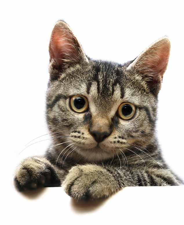 Varjupaigas JÄRJEJUTT toimub Varjupaigas JÄRJEJUTT toimub Vaenujalal kasse on võimalik lepitada Paljud kassid jagavad eluaset teiste kassidega, kuid kuidas lahendada kasside vahel kergesti tekkivaid