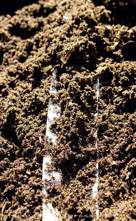 Väga väikeste seemnete ning valgus idanejate puhul pole mulda ribale vaja peale panna gi (kui, siis vä ga õhu ke kiht).