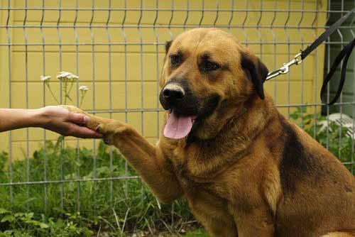 august - 2. sept Donna on mais Viljandist leitud sõbralik emane shar-pei sugemetaga koer.