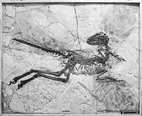 Zhenyuanlong Dinosaurused olid haruldused muuseumides, õudusunenägudes kummitavad filmikoletised, või lapsiku huvi objektid, kes on tänapäeval vähetähtsad ega vääri tõsist uurimist.