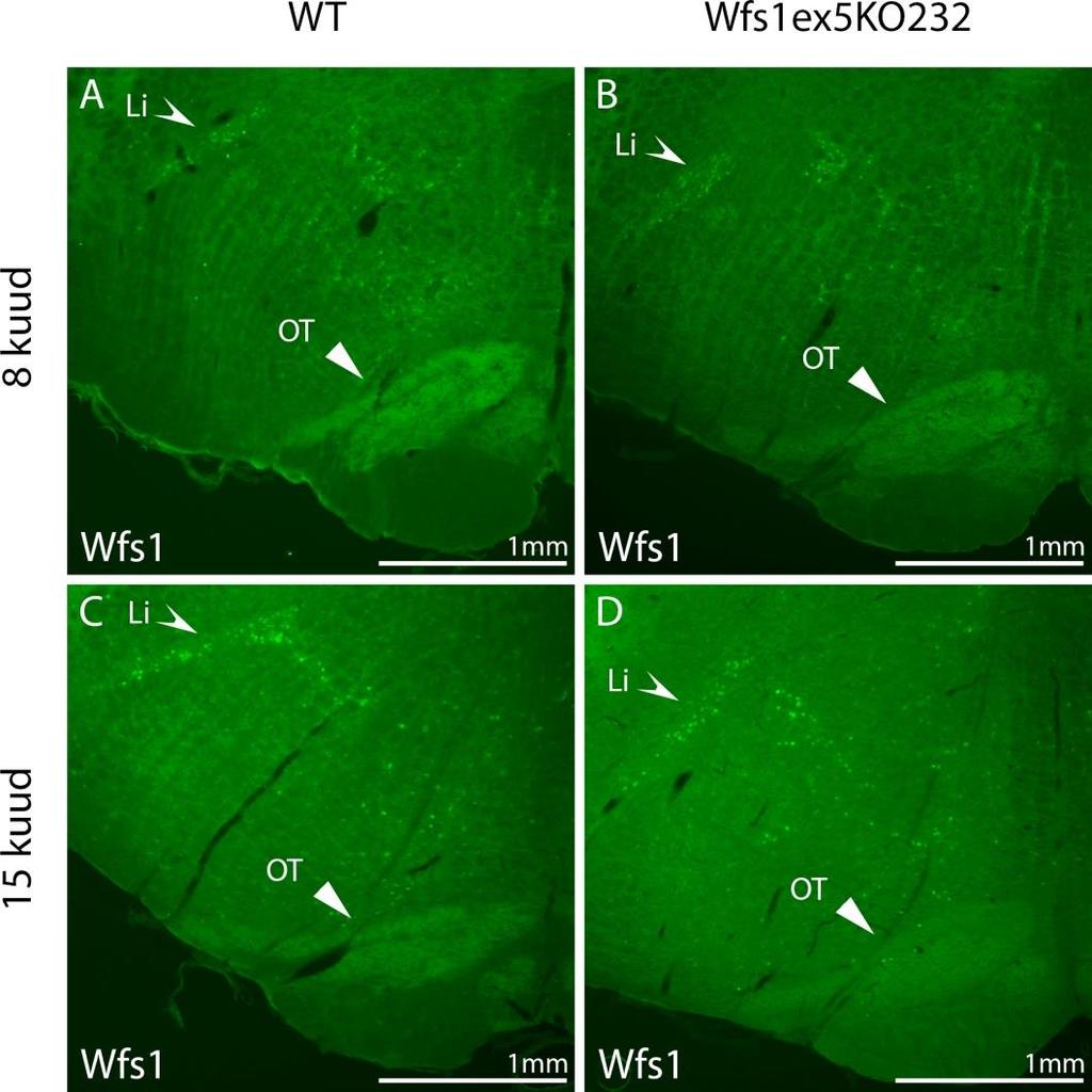 2.7.2 WFS1 valk on ekspresseeritud ajutüves Piklikaju immunohistoloogiline analüüs näitas WFS1 valgu lokalisatsiooni nii 8-kuuste kui 15- kuuste rottide aju lineaartuumas ja oliivtuumades.