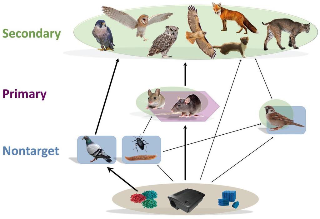 Figure 1. Exposure patterns for ARs. Many smaller non-targeted species can potentially consume the original product, and the exposure to predators can be secondary or even tertiary.