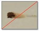 Выньте из упаковки палочку с тампоном (не прикасайтесь к мягкой части тампона) и возьмите тампоном достаточное количество кала (см. рисунок). 5.
