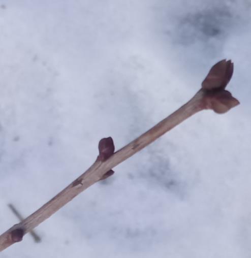 Suvi Sügis Sireli oksad ja pungad kevadel (märts 2018) Sireli oksad on