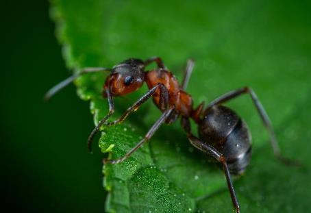 Orgaanilisi happeid leidub elusates organismides. Sipelghapet leidub sipelgates, herilastes ja nõgestes.
