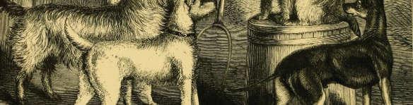 Enamjaolt olid need koerad tõepoolest ametis rotipüüdjatena või lihtsalt mitmesuguste majapidamises vajalike koeratööde tegijatena.