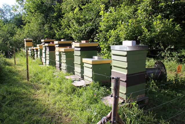 Mesilaste korjeraadiuses ei tohi üldjuhul olla tavapõlde, mida pritsitakse taimekaitsevahenditega (eriti rapsi- ja rüpsipõllud).