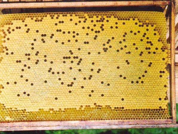 Nõue: Mesilasvaha kärjepõhjade valmistamiseks peab olema toodetud mahepõllumajanduslikult. Üleminekuajal tuleb vaha asendada mahemesindusest pärineva vahaga.
