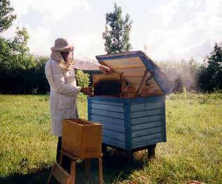 Mesilased elavad mesi-tarudes.