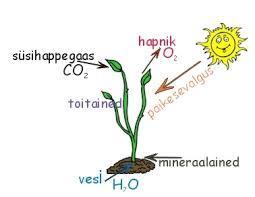 Mida intensiivsemalt fotosüntees taimedes toimub, seda rohkem orgaanilist ainet taim toodab ja seda kiiremini ta kasvab. Kuidas inimesed seda enda tarbeks ära kasutada saavad?