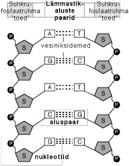 DNA molekuli sekundaarstruktuur moodustub vesiniksidemetega ühendatud kahe ahela keerdumisel biheeliksisse (vt. joonised 2 a ja 2 b ). DNA on kromosoomide olulisim ehitusvahend.