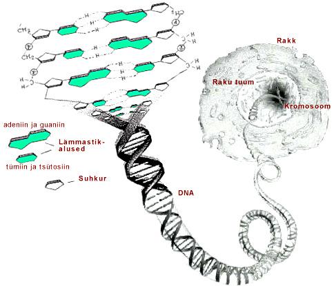 Kuna geneetiline informatsioon on jagatud paljudesse DNA molekulidesse, siis tähendab see seda, et kromosoomide arv tuumas on suurem kui üks.