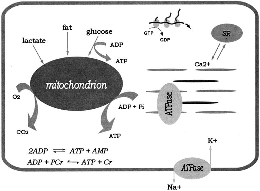 Energeetilise metabolismi kompartmentatsioon ATP tootmine mitokondrites Energia ülekanne