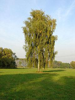 63 Arukask (Betula pendula) - 100 taime K:15-25m Kauni valge tüvega ja pikkade rippuvate okstega kõrge puu.