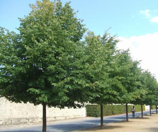 64 Läänepärn (Tilia x europaea) 49 taime K:15-20m Võimsa laia võra, siksakiliste rohekate võrsete ja suurte südajate lehtedega puu.