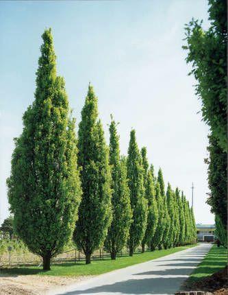 Harilik tamm Fastigiata (Quercus robur) 4 taime K:15m L:1,5-2m Püramiidtamm. Valgusnõudlik, varjus laasub kiiresti. Eelistab huumusikkaid muldi.